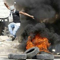 نورس بني ياسين