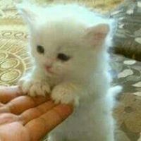 الشمس الغاربة