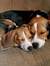 BeagleMama