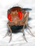 DrosoPHila