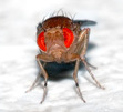DrosoPHila