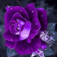 Мариана Георгиева