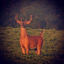 Stacey Beaupre-Scott