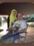 Dima Al Aghawani