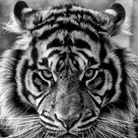 Eisvė Trečiakauskaitė