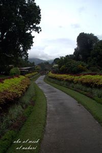 ناصر النهاري