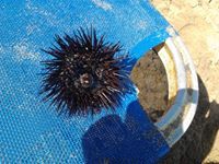 Алена Плавинская