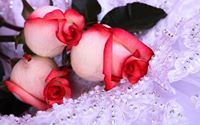 MD Shahzad