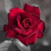 نسرين حياري