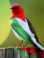 Abo Sanad