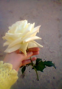 رفقة كرامتي