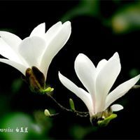 Linh Lin