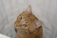 Sigrid Freyjasdottir