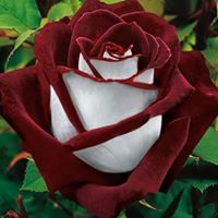 walter Steven Goodale