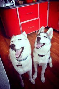 Веруся Волк