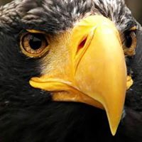 المعتز بالله