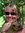 Cherie Reynhout