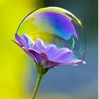 الوردة الشامية