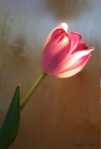 راجية الانس بالله ورضاه