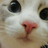 နန္း ဝါဆို