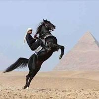 محمد البلاط