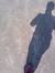 Arif Ahmed