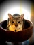 Books the cat
