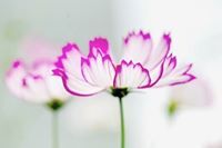 نواوير الخير