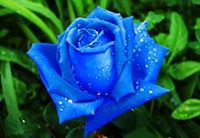 Varun Chowdary