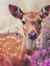 Book Fawns