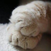 ไพบูลย์ เปรื่องประยูร