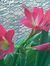 Pushpa Landge