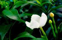 নাফিস আবির