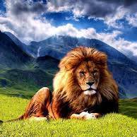 عمرو عبد السلام