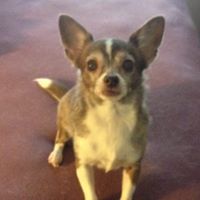 Terry Phillips Corkran