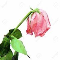 درة الفضيلة