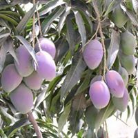 شامان الشامان