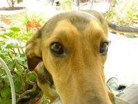 Polydoros Konstantinides