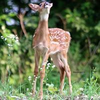 Lynn Smith Patterson