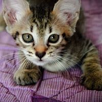 Kannapatch Phrotpraserth