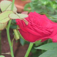 இலக்கியச்செல்வி உமாபதி