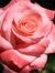 Rose D'...
