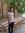 Ahmed S...