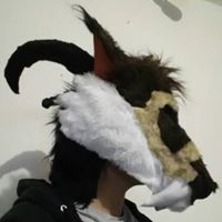 Dingo Canis