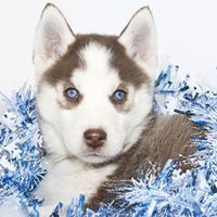 Wanda Jackson-Britsch