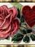 Abeer S...