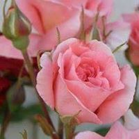 Heba A. Ahmad