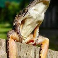 Vulgina Cbfrog