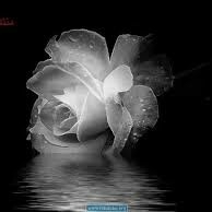 سيبيل لاميا