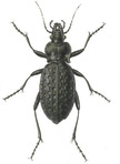 Carabus